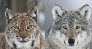 Ettepanek hundi ja ilvese küttimise korraldamiseks 2015. aastal.