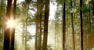 Keskkonnaamet: RMK loobub Nõva jahipiirkonna kasutusõigusest