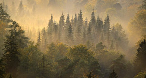 Keskkonnaamet: Kohila ja Põrsu jahipiirkondade piiride muutmise teade