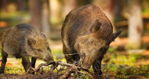 Jahimehed hakkavad Tallinnas metssigu küttima