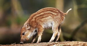 Maaleht: Metssigade arvukus püsib kõrge