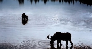 Järva Teataja: Jahimehed päästsid põdra uppumissurmast