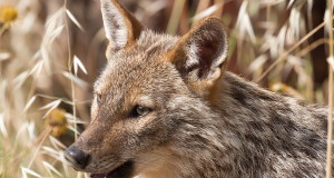 LE: Šaakalist saab jahiuluk