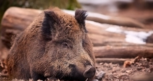 Nädalaga 50 postitiivsed SAK proovi