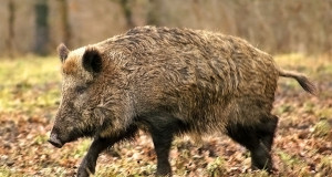 VTA: Surnult leitud metssigadest tuleb teada anda