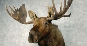 Maaleht: Jahitrofeede valmistamine on austusavaldus ulukile ja loodusele