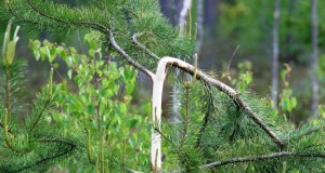 Koolitus ulukikahjude kompenseerimise võimalusest