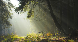 Leili metsablogi: põdrajahihooajaks metsasihid puhtaks