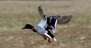 EJS presidendi Margus Puusti ja tegevjuhi Tõnis Kortsu avalik pöördumine Eesti jahimeeste poole linnujahi korraldamise osas