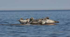 Hülgejahi hooajal kütiti 10 hüljest
