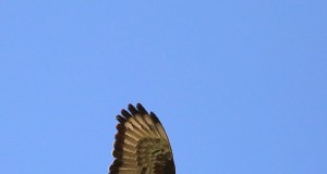 EJ2015/1: 2015. aasta lind on viu