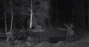RMK hirvekaamera ette jäi ootamatult karvane hirv