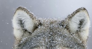 Kütitud on 13 hunti 75st