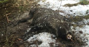 Saaremaal auto alla jäänud metssea kurioosum