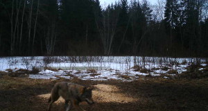 Eesti metsad kubisevad loomadest: vaata kaardilt, kus võid trehvata hunti, kus hirve