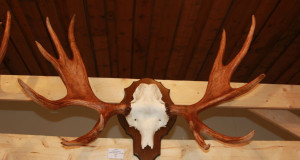 Järvamaal mõõdeti põdrasarvi