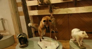 Otsitakse rebase topist