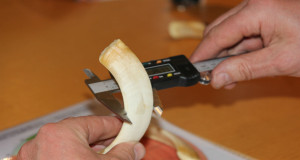 Tartu-Põlva-Jõgeva trofeede mõõtmine