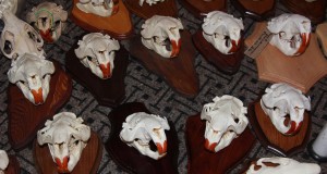 Harju-Tallinn trofeede hindamise tulemused