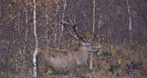 EJ2015/2: Punahirvede populatsiooni halvenemine ja selle põhjused