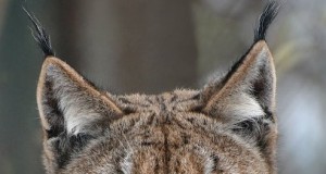 Kütitud on 1 ilves 18st