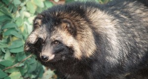 Inimesele potentsiaalselt ohtlik kährik vajab tähelepanu