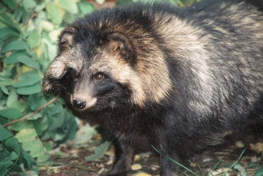 Inimesele potentsiaalselt ohtlik kährik vajab tähelepanu