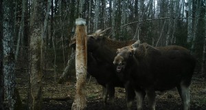 Piltuudis naeratavast põdrast Viljandimaalt