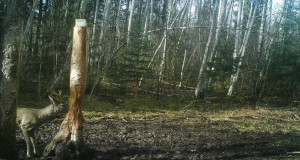 Rajakaameras: Esimestel sokkudel sarved paljad