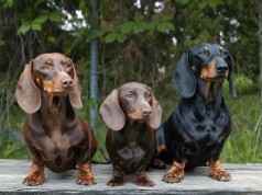 Jahikoerte erinäitus 14.05