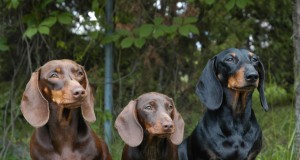 Jahikoerte erinäitus 14.05