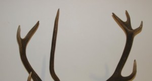 Trofeede äraviimine Männikult