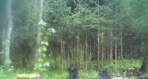 Piltuudis: Kuus triibikut Viljandimaalt