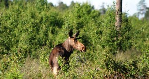 Ulukiasurkondade seisund ja küttimissoovitus 2016