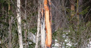 Metsalehe lugu ulukitega hädas olevast maaomanikust