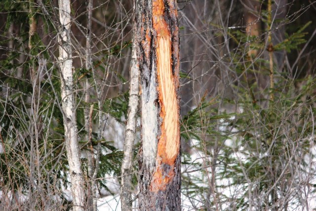 Põdrakahjustus Väätsa 31.03.2013