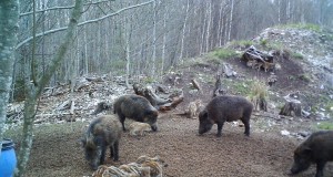 EJ2015/5: Veel kord katkust