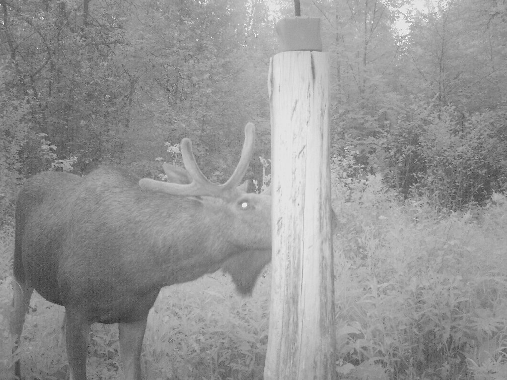 Alaska habemega 3,5-4,5-aastane põdrapull.