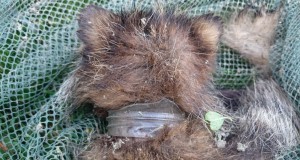 “Kaelusega” kährik (täiendatud videoga)