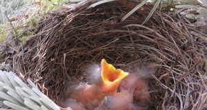 Keskkonnaamet: Heinatöödel arvesta looma- ja linnupoegadega
