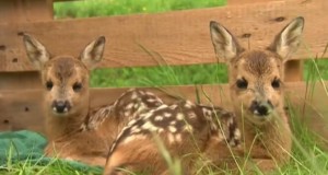 Heinatöödel tuleb ettesattuvaid looma- ja linnupoegi säästa