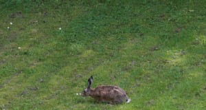 Kas pürgime kliimaneutraalse ja ulukivaba Eesti poole?