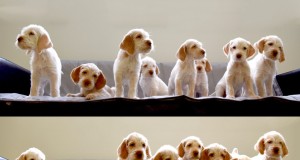 Algab jahitunnistuse taotleja kursus vene keeles