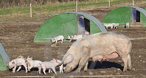 Avalik kiri tauditõrjekomisjonile