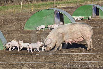 free-range-pigs-18837297