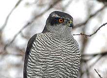 Kas kellelegi on kullilised rajakaamerasse jäänud?