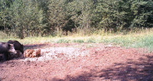 SAKi ümarlaud: Metssigade lisasöötmisest. I osa