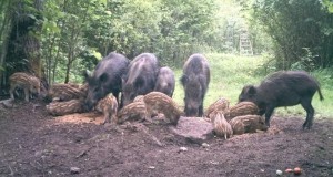Aasta looma fotovõistlus on lõpusirgel