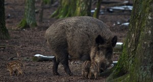 Riigihankeid külmkambrite muretsemiseks