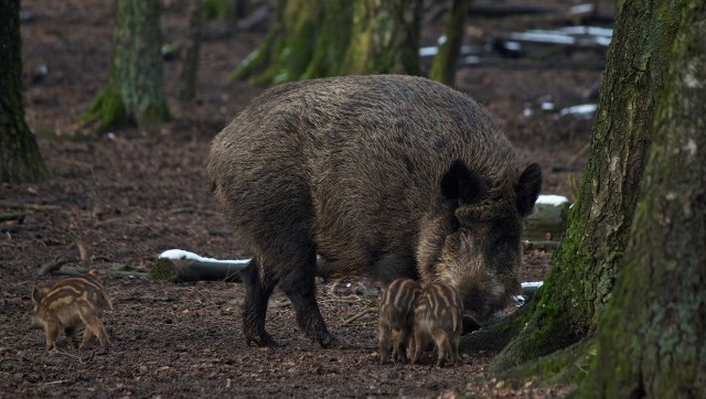 DAB26C03500581B1AC3E17334305682777F78D15B6E43AB8270A4E8C73D549B7